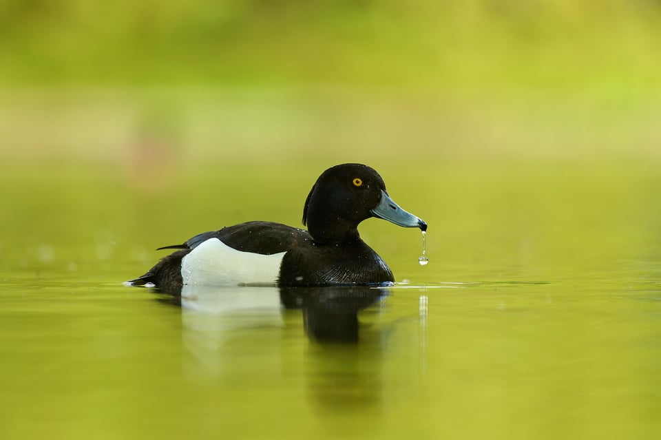 Duck_Z9_01