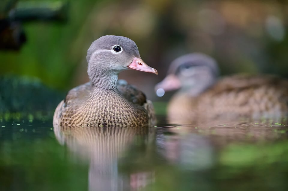 Duck_Z9_05