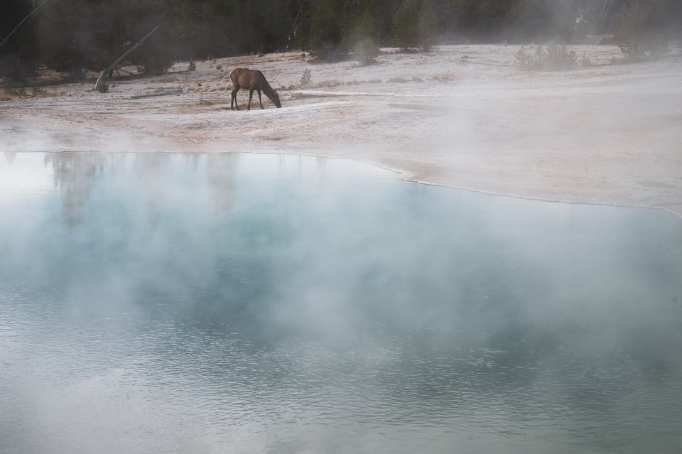 Elk and hot springs Yellowstone Nikon Z9 Sample Photo