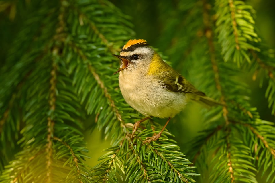 Firecrest_Z9_01