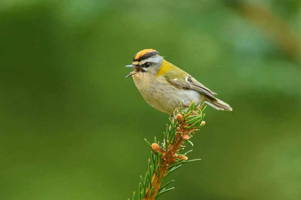 Firecrest_Z9_02