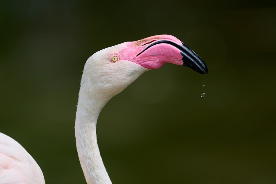 Flamingo_Z9_01