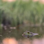 Frog_IN_Pond_jpolak