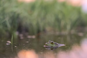 Frog_IN_Pond_jpolak