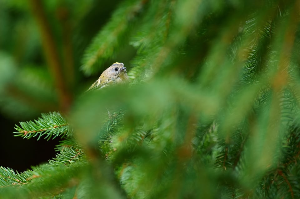 Goldcrest_Z9_01