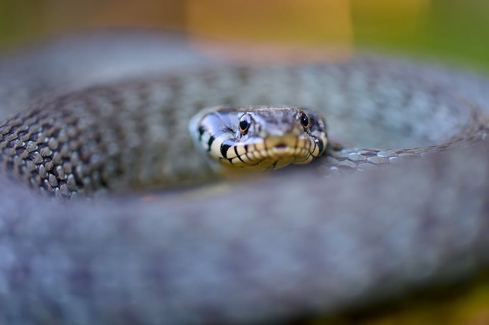 Grass snake_Z9_01