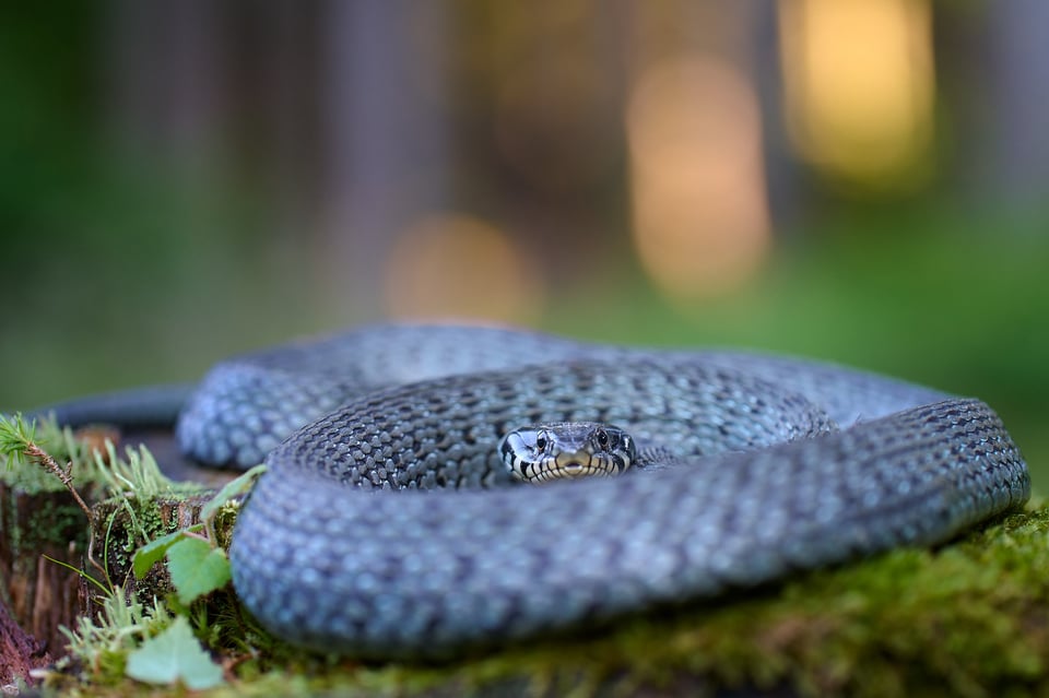 Grass snake_Z9_02