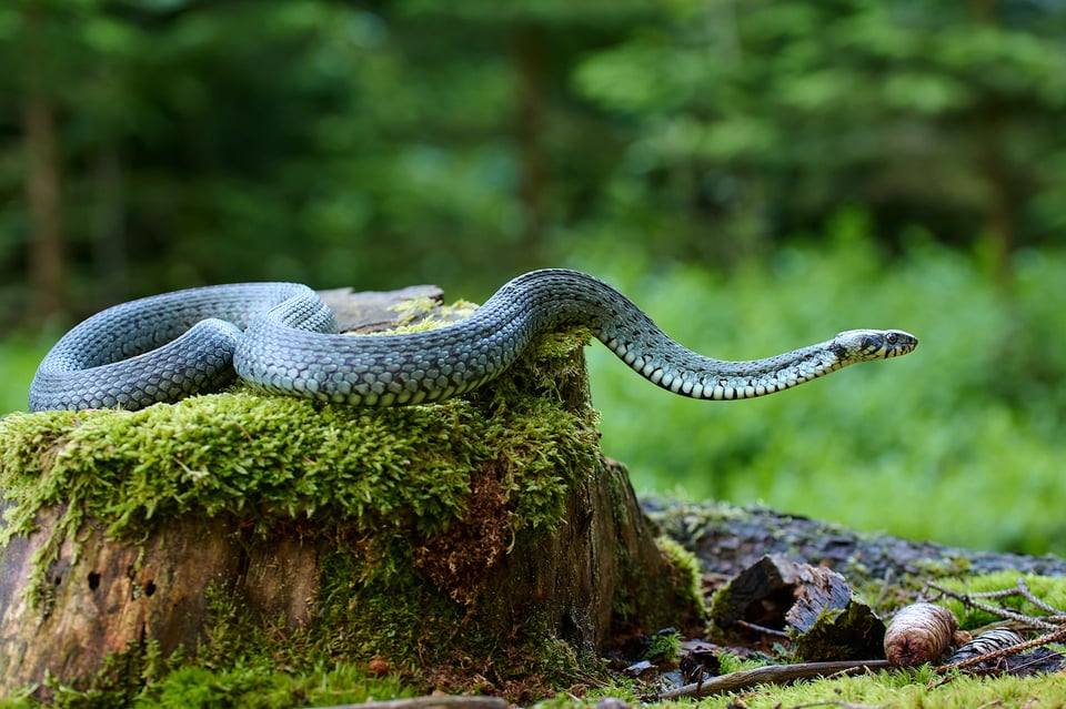 Grass snake_Z9_03