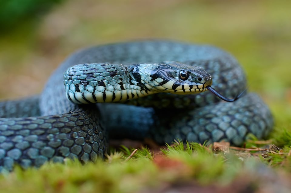 Grass snake_Z9_04