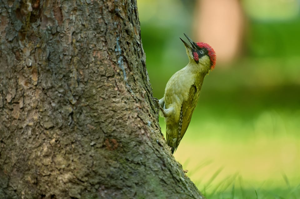 Green Woodpecker_Z9_02