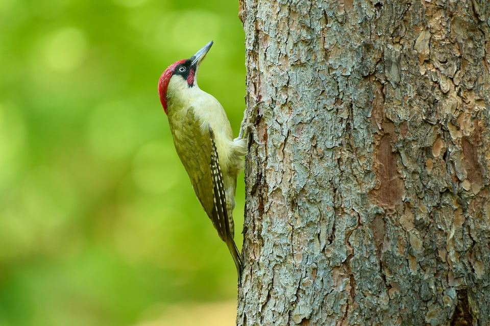 Green Woodpecker_Z9_03