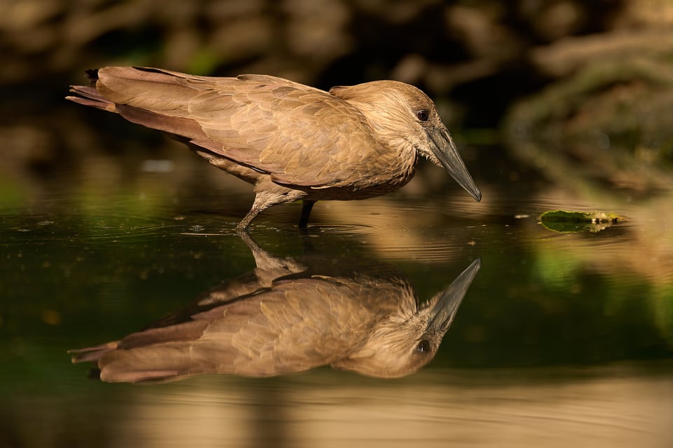 Hamerkop_Z9_01