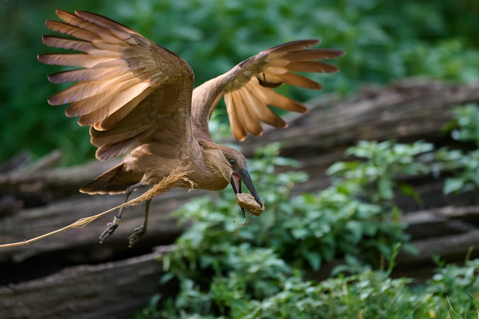 Hamerkop_Z9_02