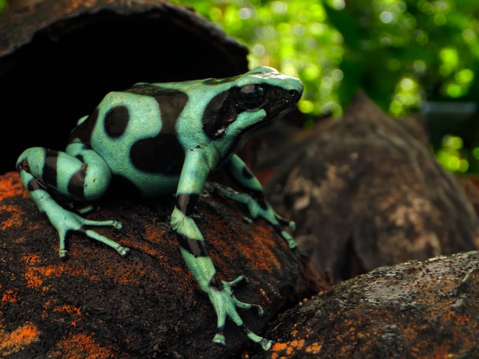 Laowa 24mm probe lens review sample photos Green and black poison dart frog