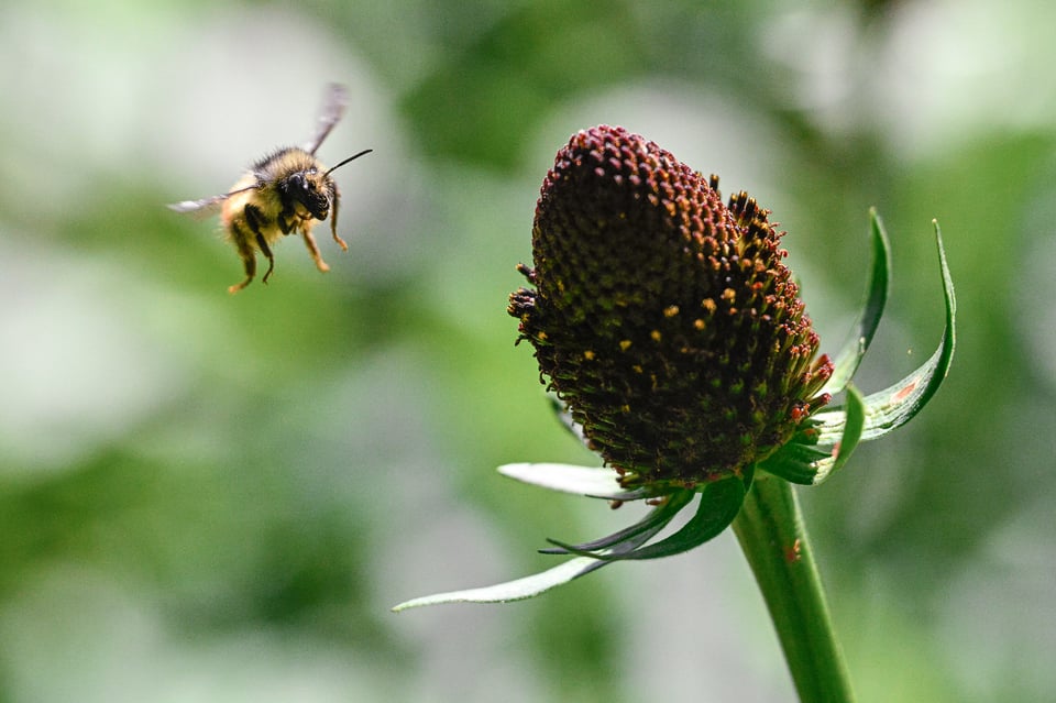 Nikon Z9 Pre-Release Burst Bee Flying Macro Photo