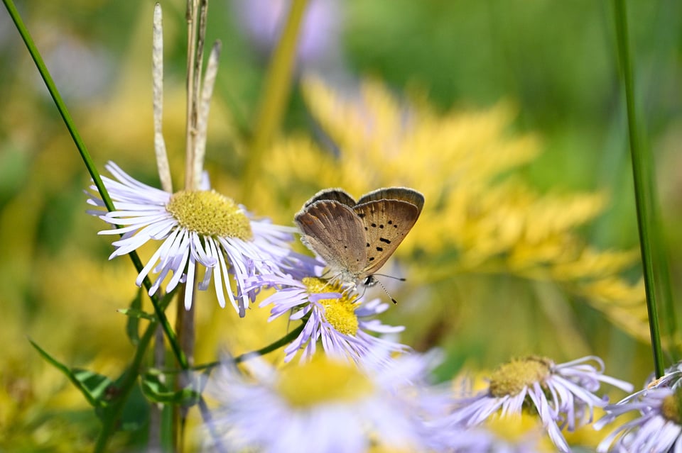 Nikon Z9 Pre Release Burst Butterfly 1