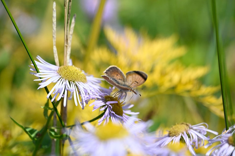 Nikon Z9 Pre Release Burst Butterfly 2