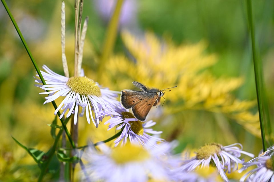 Nikon Z9 Pre Release Burst Butterfly 3