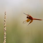 Nikon Z9 Pre-Releast Burst Buffer JPEG 30 FPS Dragonfly in Flight