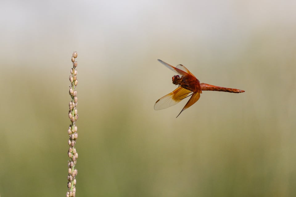 Nikon Z9 Pre-Releast Burst Buffer JPEG 30 FPS Dragonfly in Flight