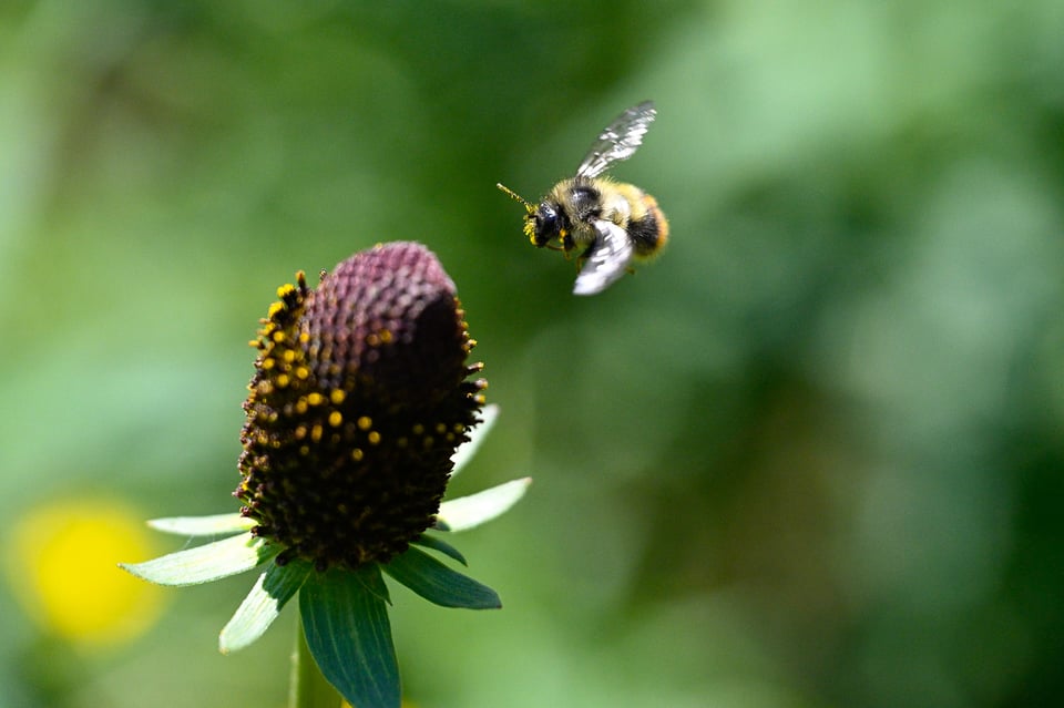 Nikon Z9 Rolling Shutter Effect Bee In Flight Motion Blur