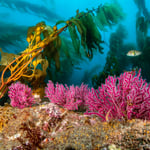 Olympus Tg-6 with yea and sea strobes wideangle underwater photograph kelp forest