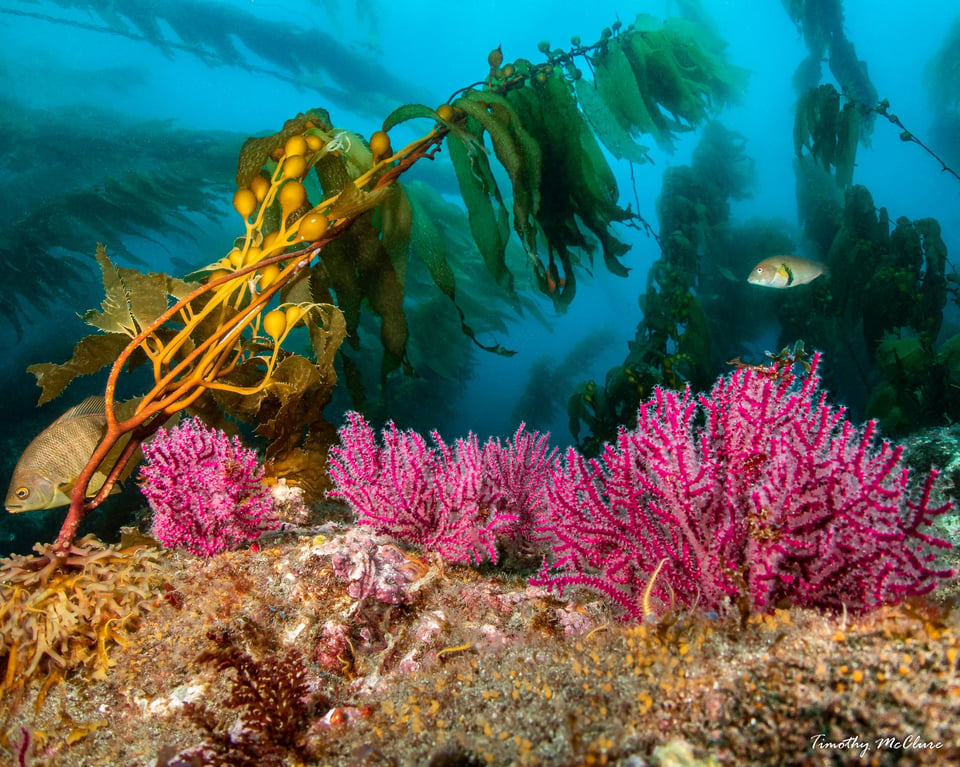 Olympus Tg-6 with yea and sea strobes wideangle underwater photograph kelp forest