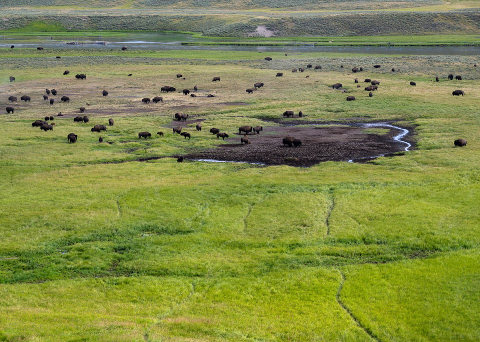 Paths in the grass from Bison in Yellowstone
