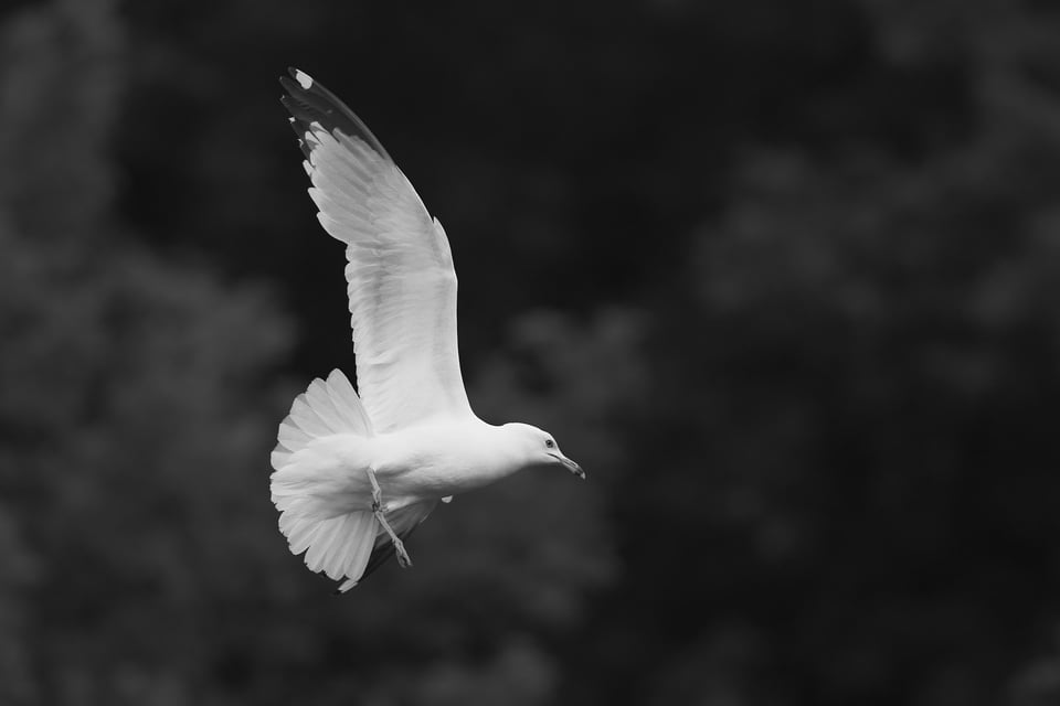 Ring_Billed_Gull_Flying_jpolak