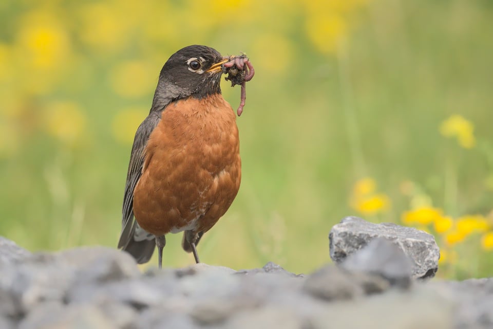 Robin_With_Worm_jpolak