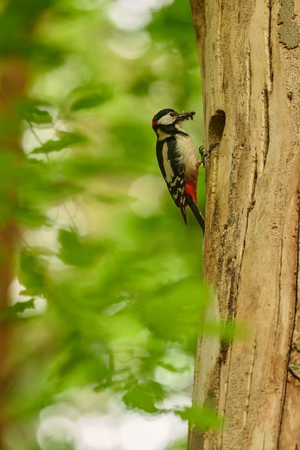 Spotted Woodpecker_Z9_01
