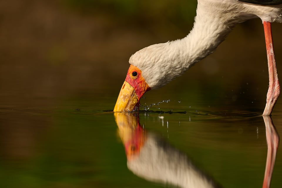 Stork_Z9_01