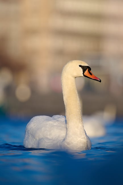 Swan_Z9_01