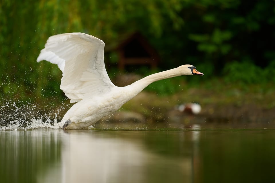 Swan_Z9_04