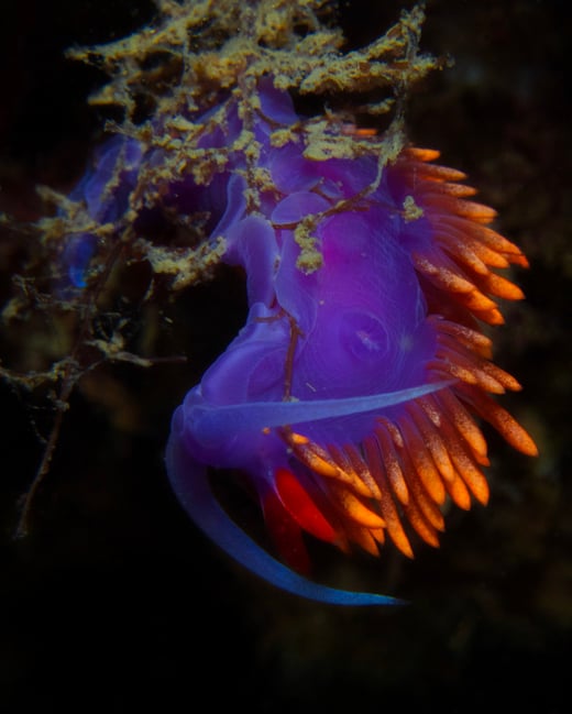 Underwater macro photography with the olympus tg-4 of a spanish shawl nudibranch