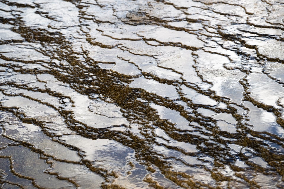 Yellowstone abstract close-up