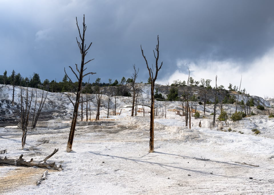 Yellowstone dead trees with storm cloud