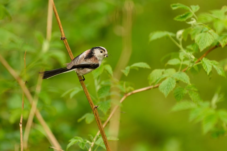 long-tailed Tit_Z9_01