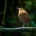 Antpitta colombia