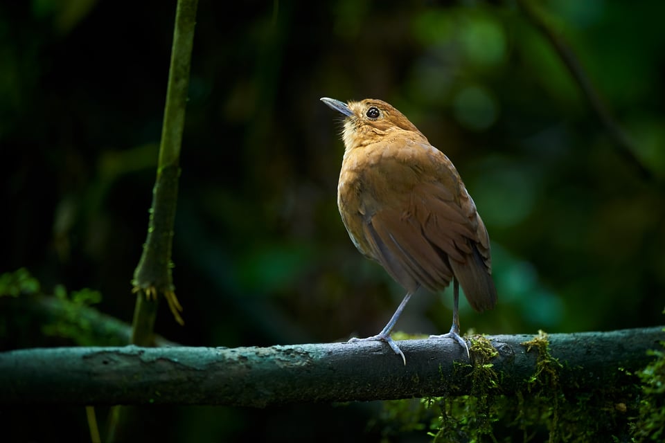 Brown-banded Antpitta