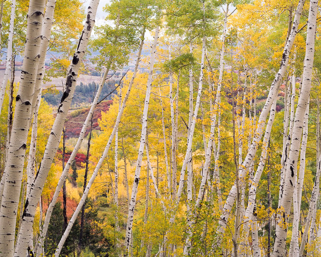 Aspen Abstract View