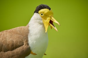 Australian lapwing