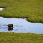 Bison in the water Yellowstone