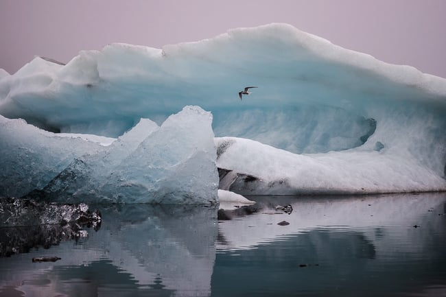 Blue Ice and Tern