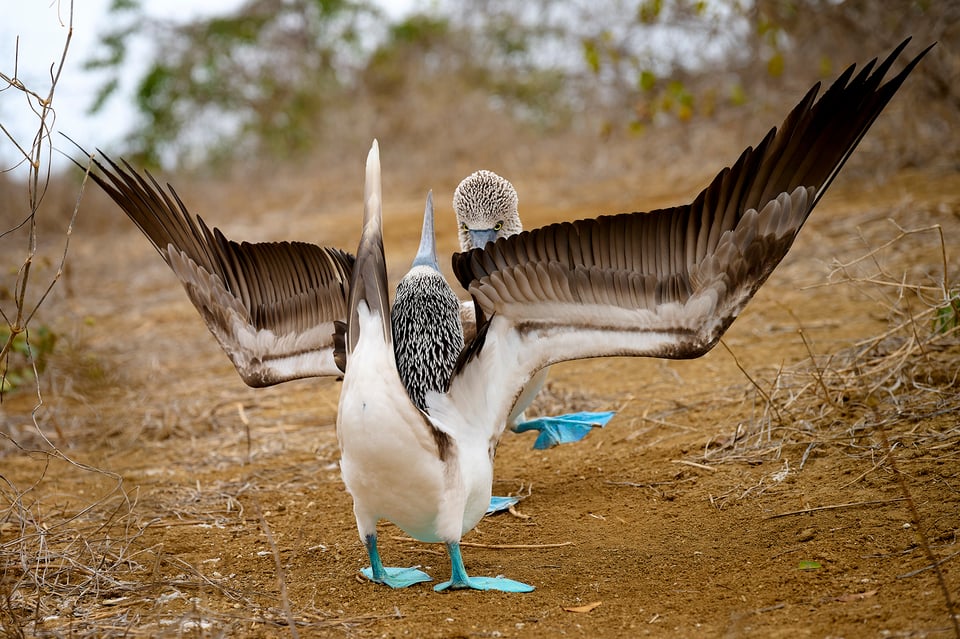 Blue-footed Booby Wide Angle_02