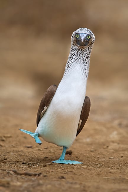 Blue-footed Booby