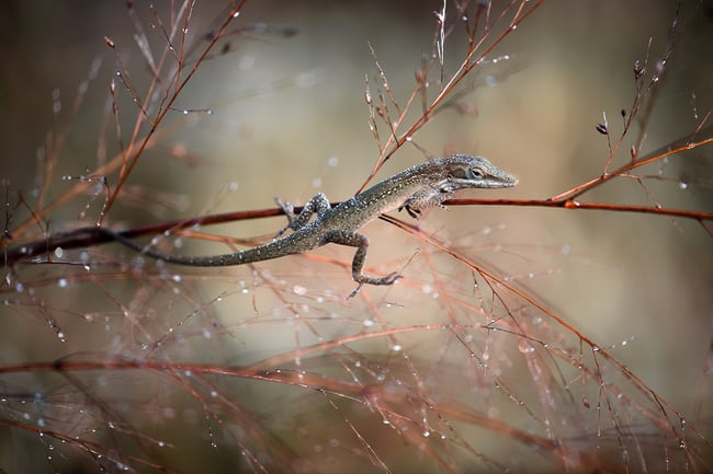 Brown Anole