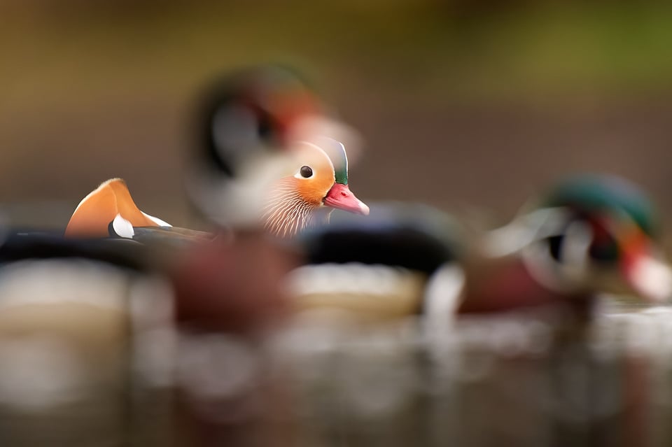 Caroline and mandarine duck