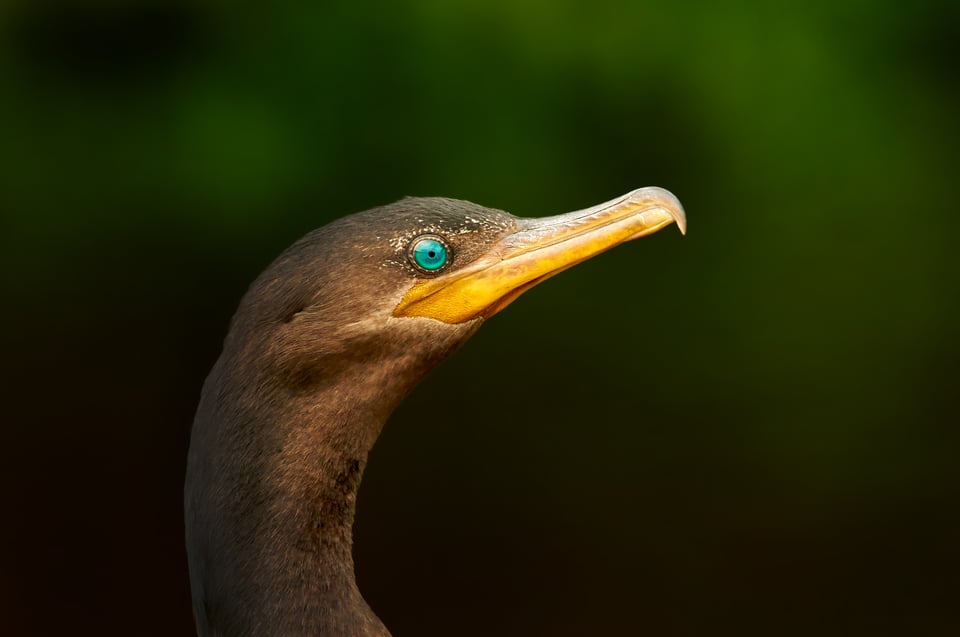 Cormorant