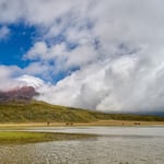 Cotopaxi horses